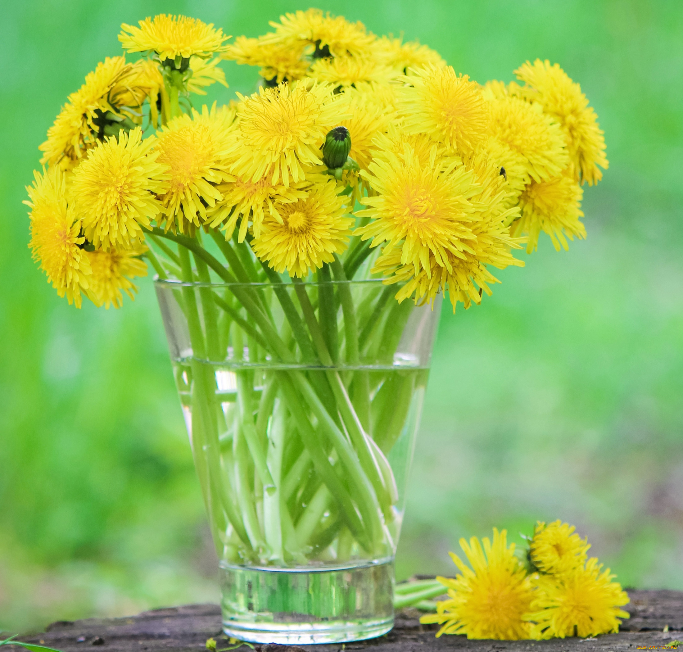 Желтое доброе утро картинки. Букет одуванчиков. Желтые цветы похожие на одуванчики. Одуванчик цветок. Одуванчик желтый.
